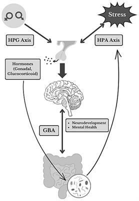 Enduring sex-dependent implications of pubertal stress on the gut-brain axis and mental health
